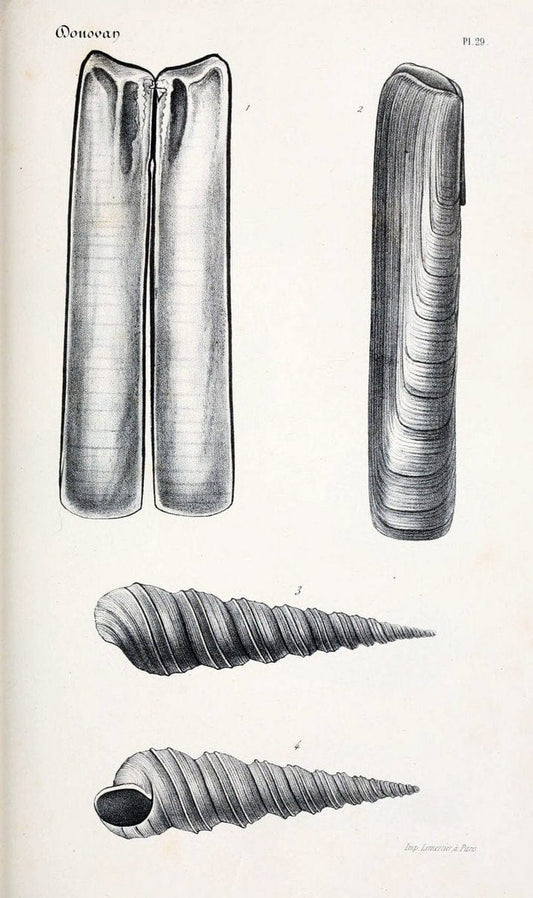 BibliothÃ¨que conchyliologique..ParisA. Franck,1845-1846.. |  | Vintage Print Reproduction 460872