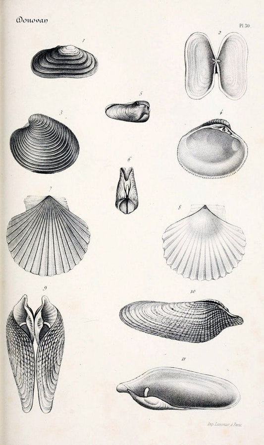 BibliothÃ¨que conchyliologique..ParisA. Franck,1845-1846.. |  | Vintage Print Reproduction 460873