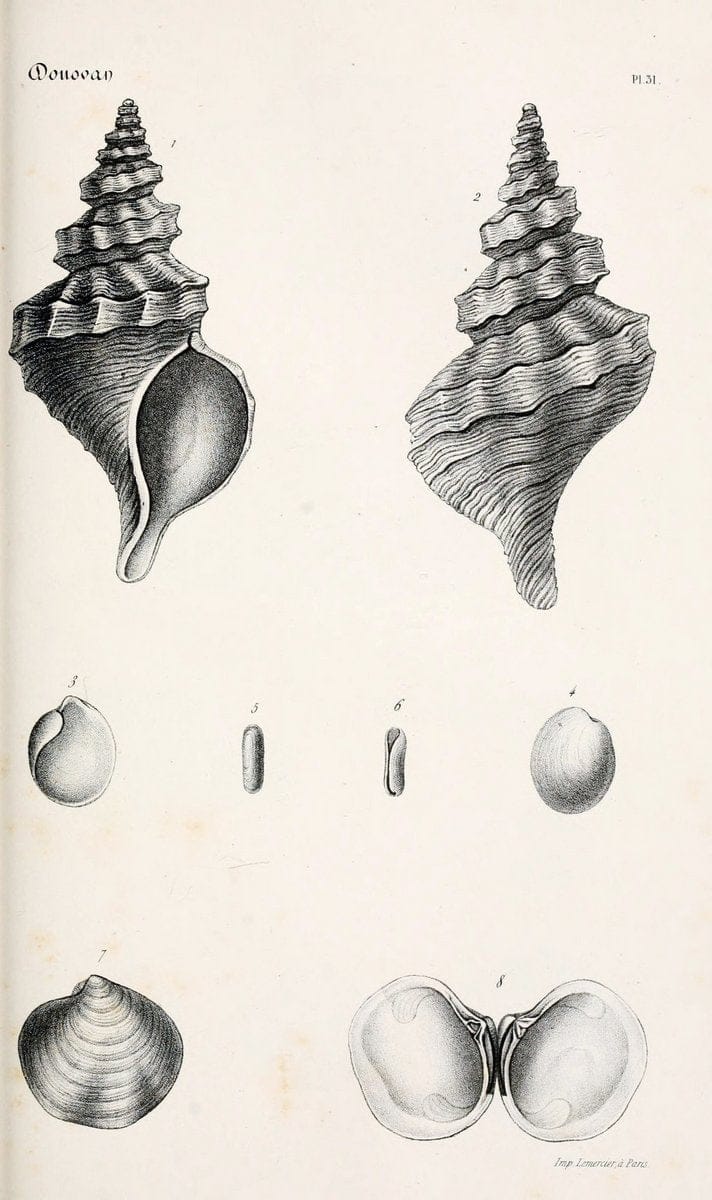 BibliothÃ¨que conchyliologique..ParisA. Franck,1845-1846.. |  | Vintage Print Reproduction 460874