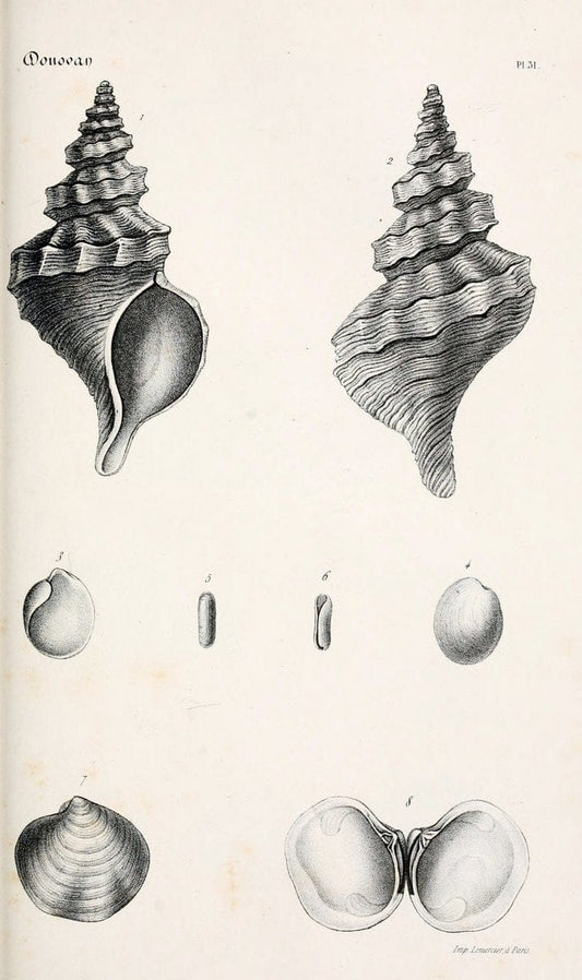 BibliothÃ¨que conchyliologique..ParisA. Franck,1845-1846.. |  | Vintage Print Reproduction 460874
