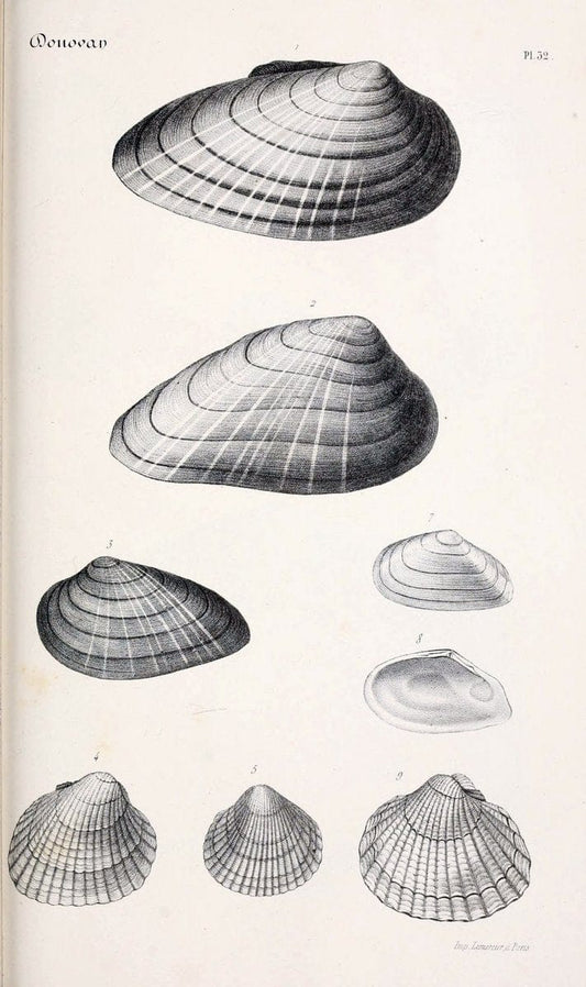 BibliothÃ¨que conchyliologique..ParisA. Franck,1845-1846.. |  | Vintage Print Reproduction 460875