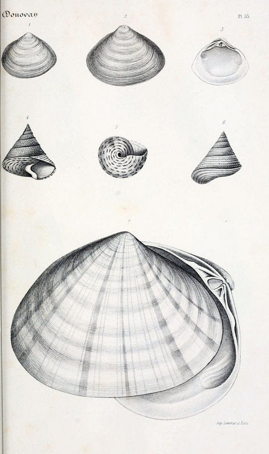 BibliothÃ¨que conchyliologique..ParisA. Franck,1845-1846.. |  | Vintage Print Reproduction 460876