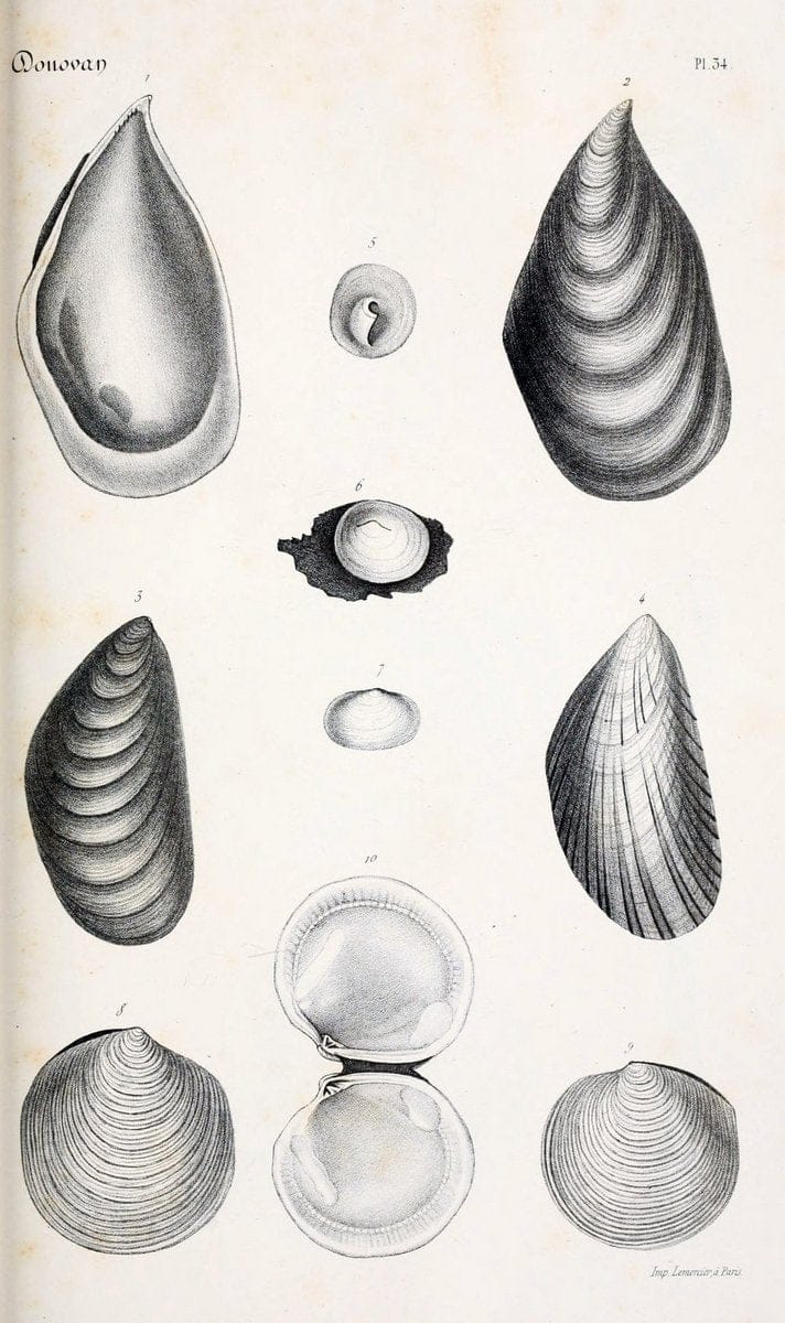 BibliothÃ¨que conchyliologique..ParisA. Franck,1845-1846.. |  | Vintage Print Reproduction 460877