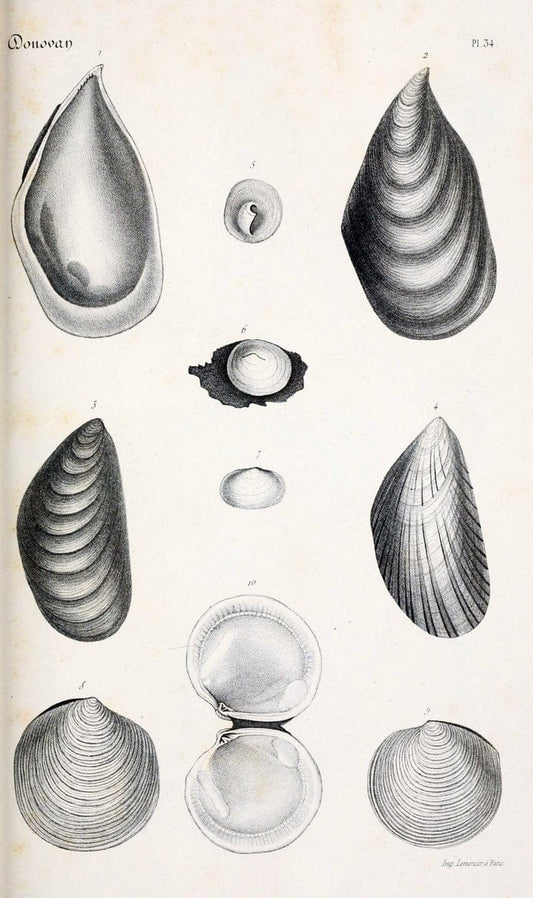 BibliothÃ¨que conchyliologique..ParisA. Franck,1845-1846.. |  | Vintage Print Reproduction 460877