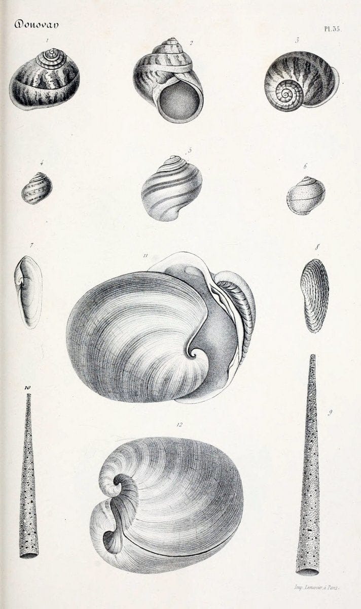BibliothÃ¨que conchyliologique..ParisA. Franck,1845-1846.. |  | Vintage Print Reproduction 460878