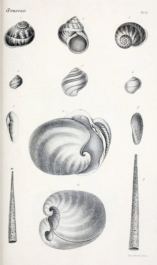 BibliothÃ¨que conchyliologique..ParisA. Franck,1845-1846.. |  | Vintage Print Reproduction 460878