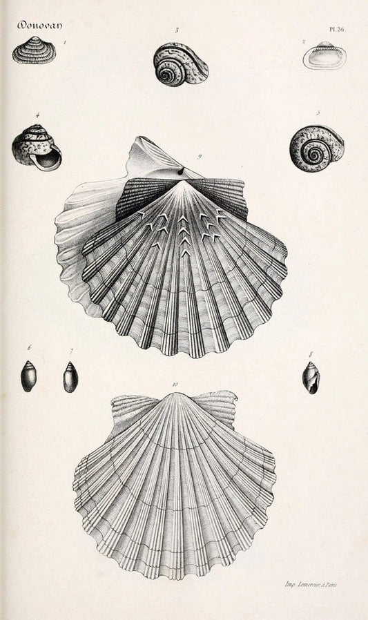BibliothÃ¨que conchyliologique..ParisA. Franck,1845-1846.. |  | Vintage Print Reproduction 460879