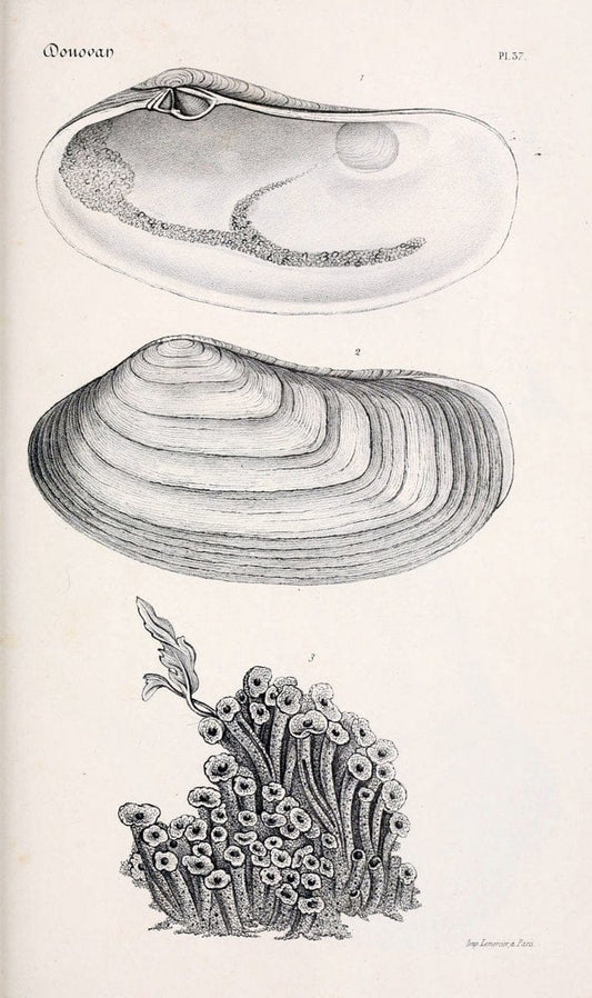 BibliothÃ¨que conchyliologique..ParisA. Franck,1845-1846.. |  | Vintage Print Reproduction 460880