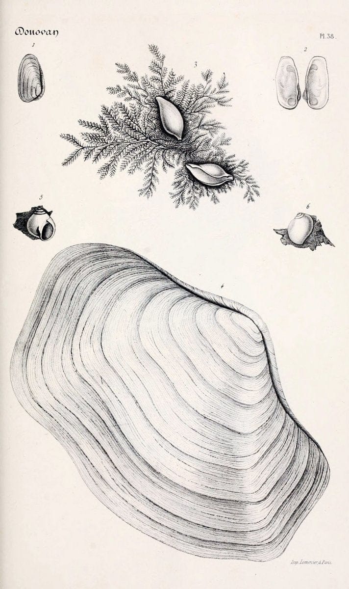 Dragable Image
