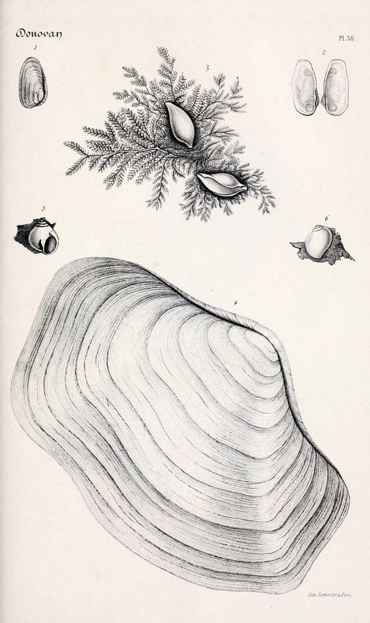BibliothÃ¨que conchyliologique..ParisA. Franck,1845-1846.. |  | Vintage Print Reproduction 460881