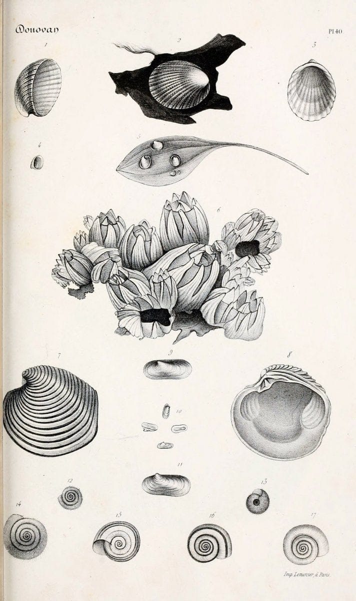 Dragable Image