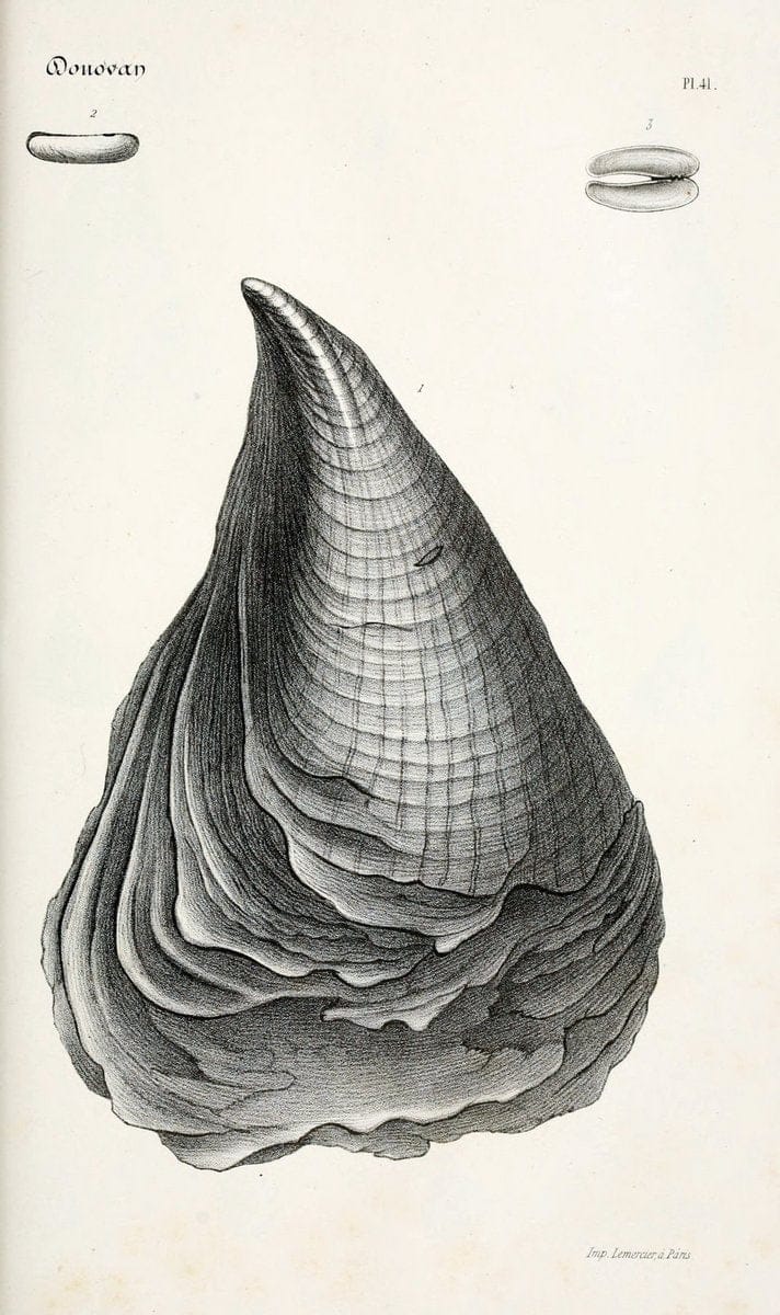 BibliothÃ¨que conchyliologique..ParisA. Franck,1845-1846.. |  | Vintage Print Reproduction 460884