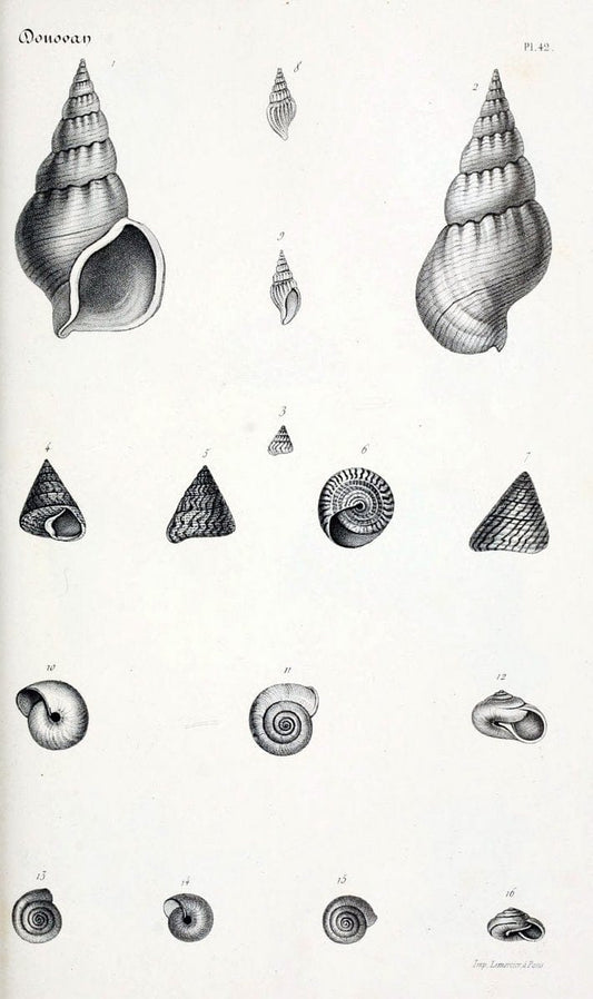 BibliothÃ¨que conchyliologique..ParisA. Franck,1845-1846.. |  | Vintage Print Reproduction 460886