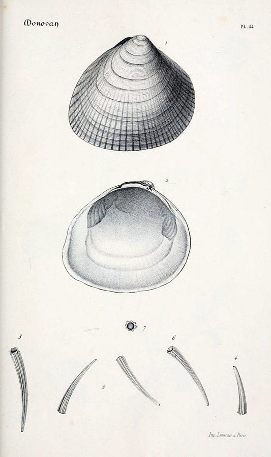 BibliothÃ¨que conchyliologique..ParisA. Franck,1845-1846.. |  | Vintage Print Reproduction 460890