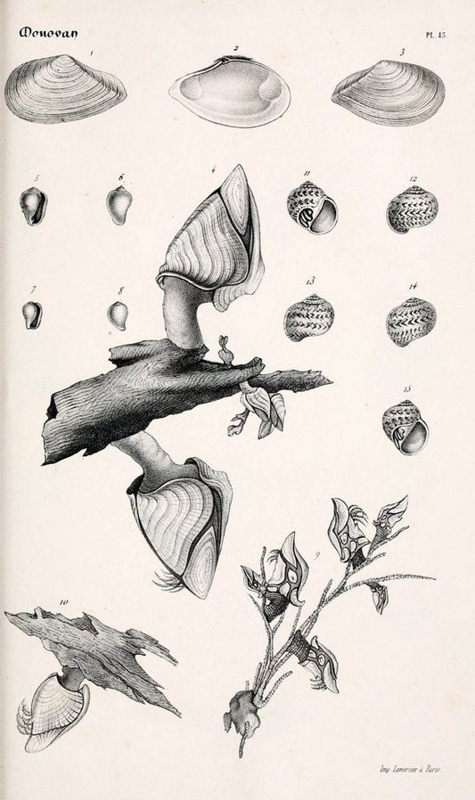BibliothÃ¨que conchyliologique..ParisA. Franck,1845-1846.. |  | Vintage Print Reproduction 460891
