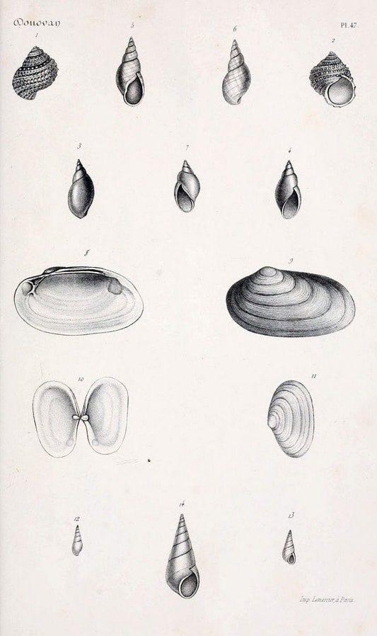BibliothÃ¨que conchyliologique..ParisA. Franck,1845-1846.. |  | Vintage Print Reproduction 460893