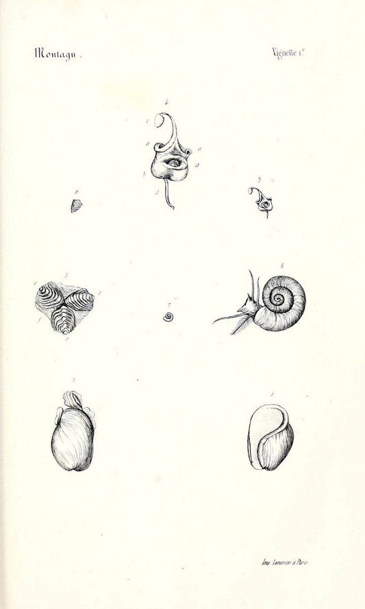BibliothÃ¨que conchyliologique..ParisA. Franck,1845-1846.. |  | Vintage Print Reproduction 460895