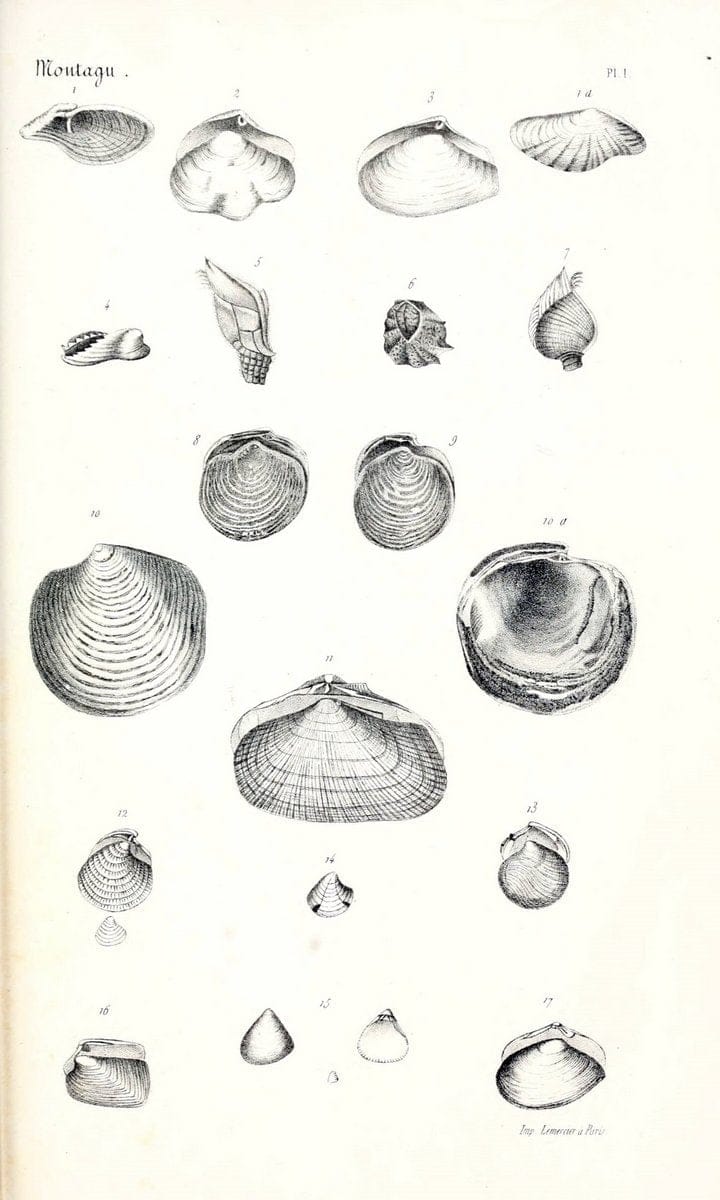 BibliothÃ¨que conchyliologique..ParisA. Franck,1845-1846.. |  | Vintage Print Reproduction 460897