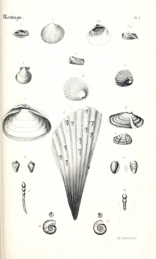 BibliothÃ¨que conchyliologique..ParisA. Franck,1845-1846.. |  | Vintage Print Reproduction 460898