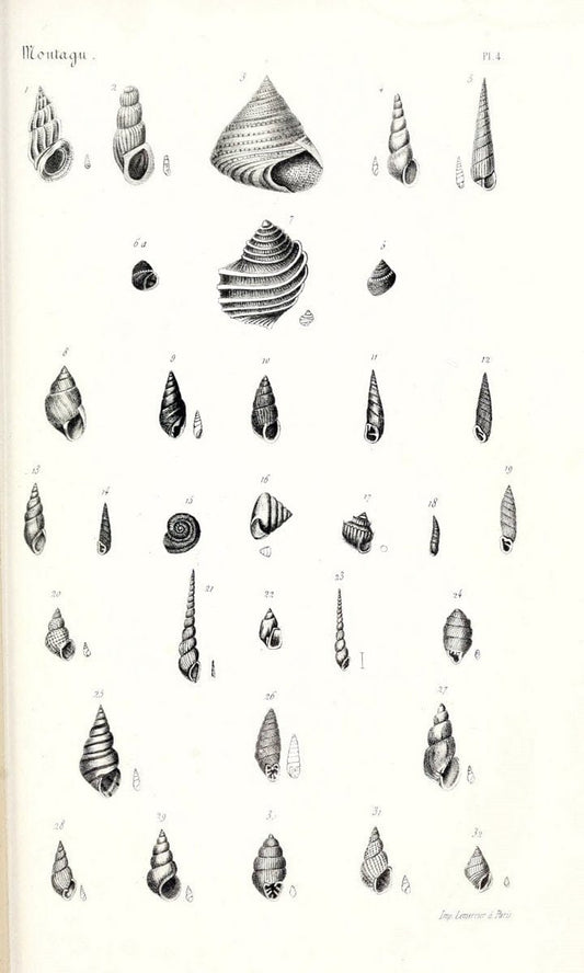 BibliothÃ¨que conchyliologique..ParisA. Franck,1845-1846.. |  | Vintage Print Reproduction 460900