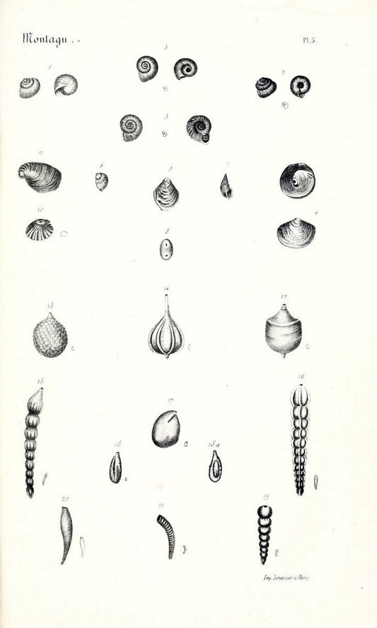 BibliothÃ¨que conchyliologique..ParisA. Franck,1845-1846.. |  | Vintage Print Reproduction 460901