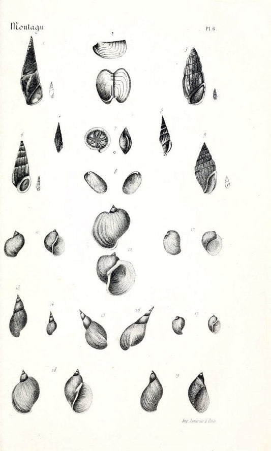 BibliothÃ¨que conchyliologique..ParisA. Franck,1845-1846.. |  | Vintage Print Reproduction 460902
