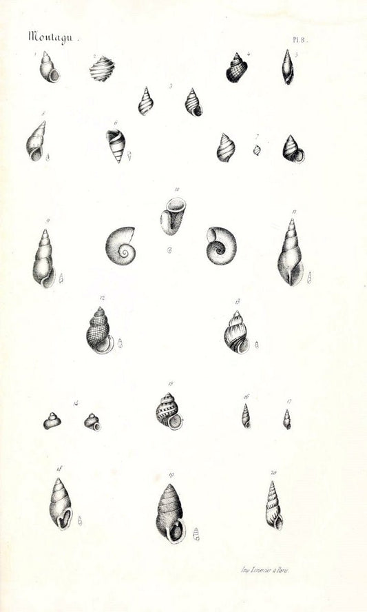BibliothÃ¨que conchyliologique..ParisA. Franck,1845-1846.. |  | Vintage Print Reproduction 460904