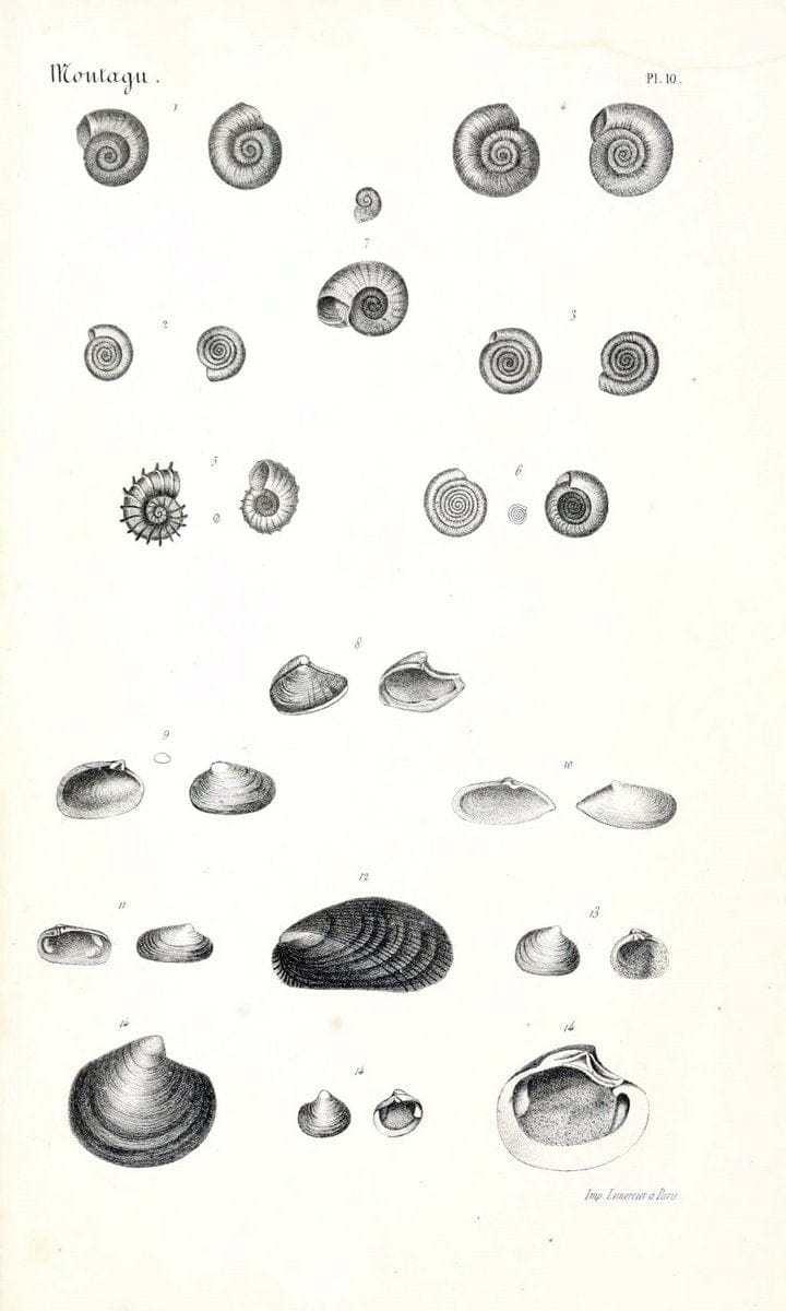 BibliothÃ¨que conchyliologique..ParisA. Franck,1845-1846.. |  | Vintage Print Reproduction 460906