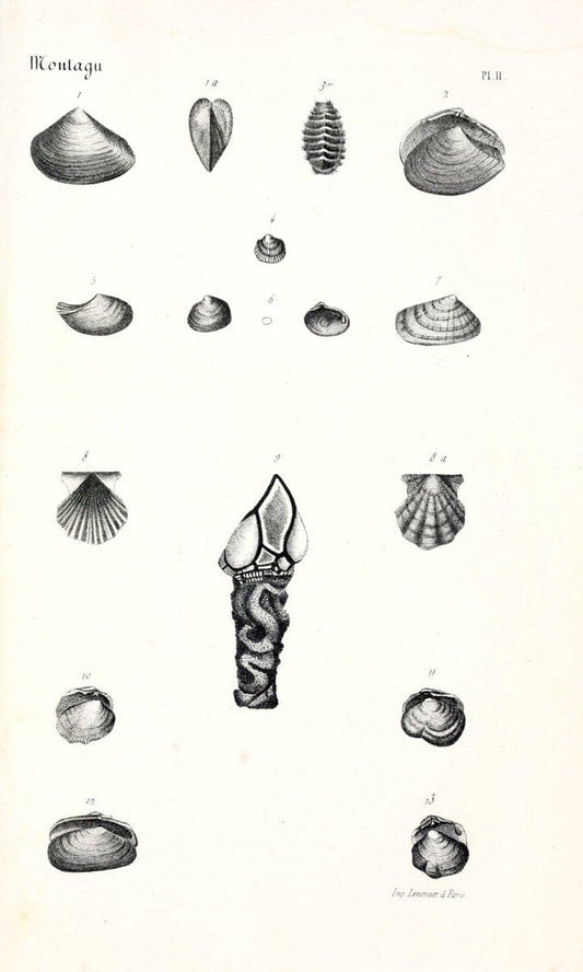 BibliothÃ¨que conchyliologique..ParisA. Franck,1845-1846.. |  | Vintage Print Reproduction 460907