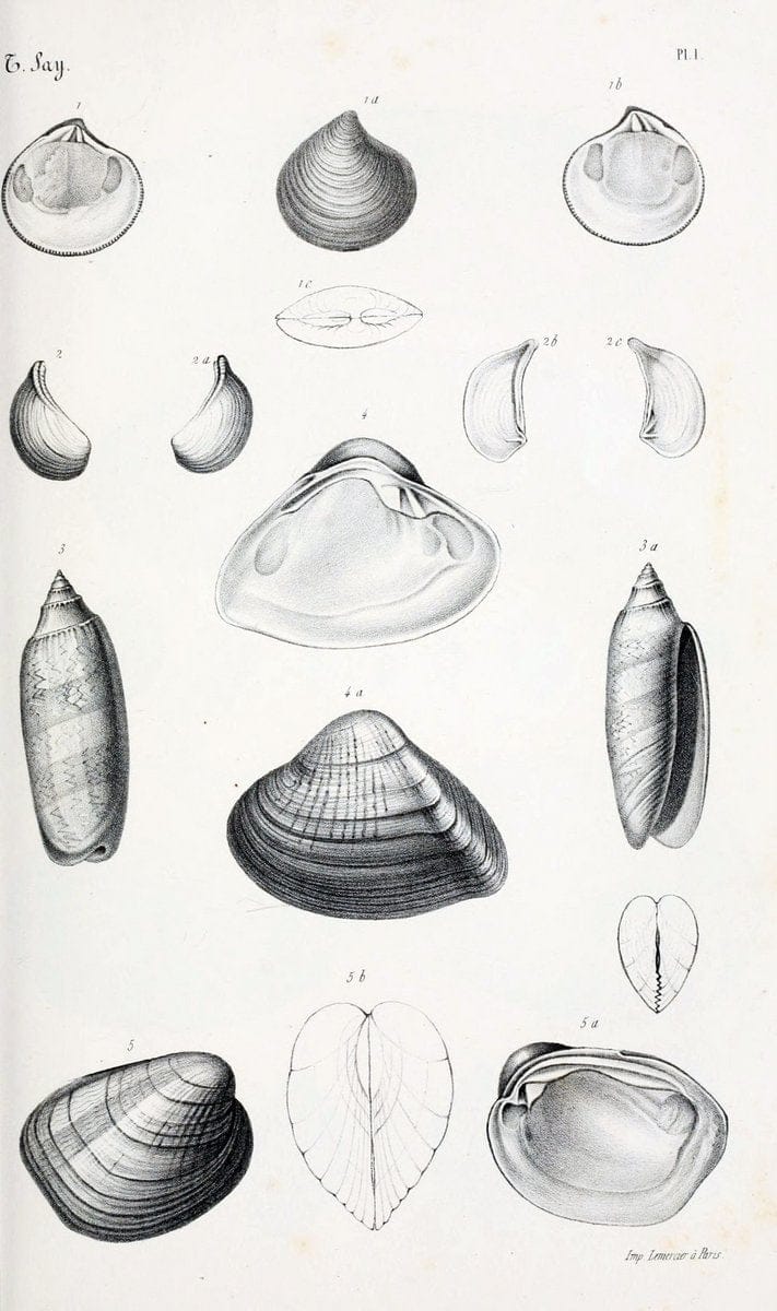 BibliothÃ¨que conchyliologique..ParisA. Franck,1845-1846.. |  | Vintage Print Reproduction 460909