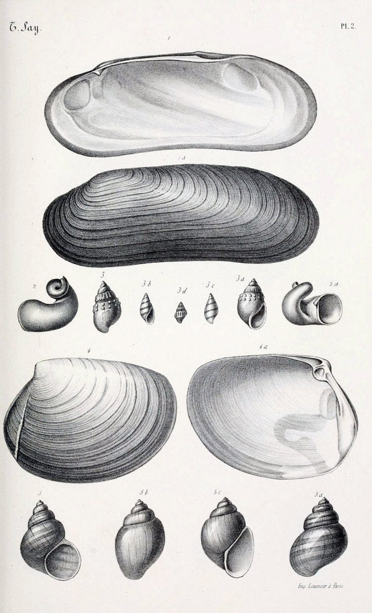 BibliothÃ¨que conchyliologique..ParisA. Franck,1845-1846.. |  | Vintage Print Reproduction 460910