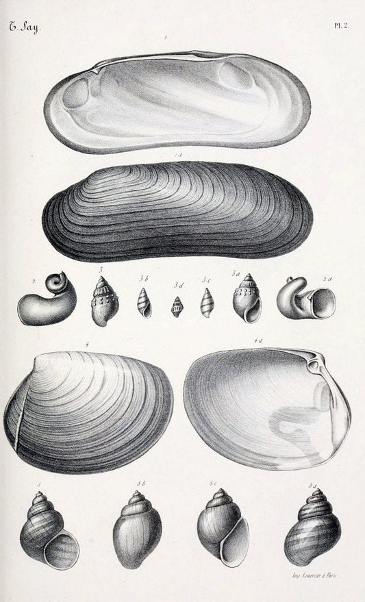 BibliothÃ¨que conchyliologique..ParisA. Franck,1845-1846.. |  | Vintage Print Reproduction 460910