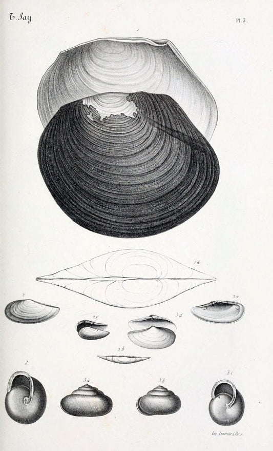 BibliothÃ¨que conchyliologique..ParisA. Franck,1845-1846.. |  | Vintage Print Reproduction 460911