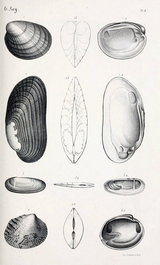 BibliothÃ¨que conchyliologique..ParisA. Franck,1845-1846.. |  | Vintage Print Reproduction 460912