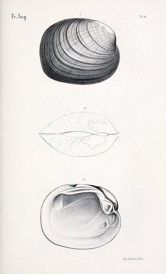 BibliothÃ¨que conchyliologique..ParisA. Franck,1845-1846.. |  | Vintage Print Reproduction 460914