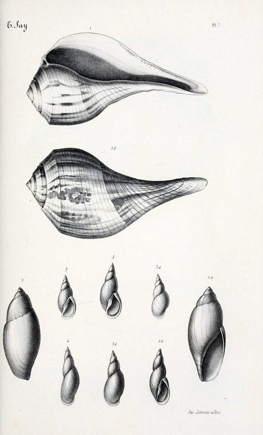 BibliothÃ¨que conchyliologique..ParisA. Franck,1845-1846.. |  | Vintage Print Reproduction 460915