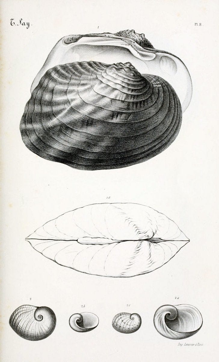 BibliothÃ¨que conchyliologique..ParisA. Franck,1845-1846.. |  | Vintage Print Reproduction 460916
