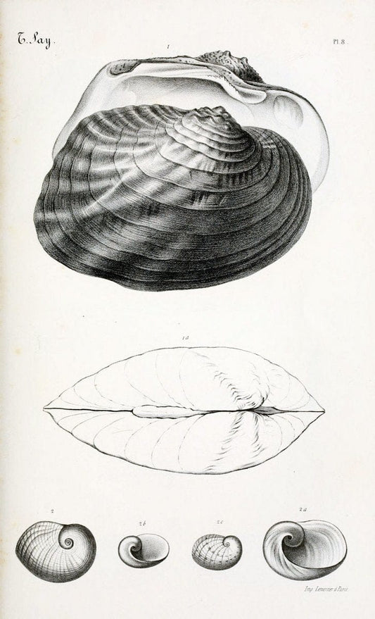 BibliothÃ¨que conchyliologique..ParisA. Franck,1845-1846.. |  | Vintage Print Reproduction 460916