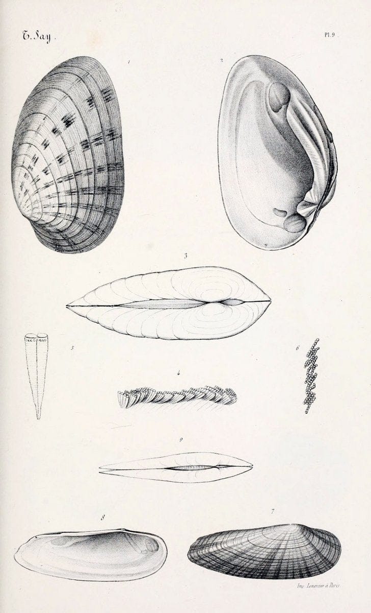 BibliothÃ¨que conchyliologique..ParisA. Franck,1845-1846.. |  | Vintage Print Reproduction 460917