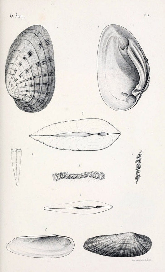 BibliothÃ¨que conchyliologique..ParisA. Franck,1845-1846.. |  | Vintage Print Reproduction 460917