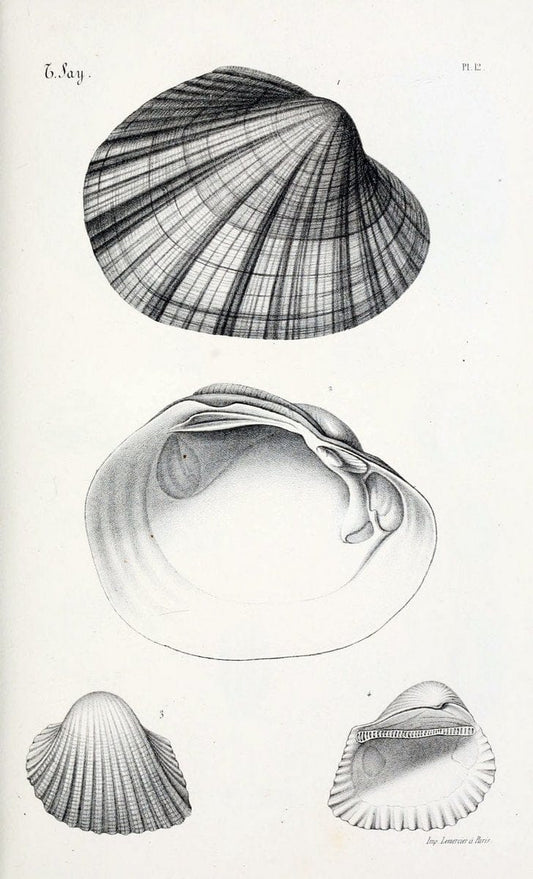 BibliothÃ¨que conchyliologique..ParisA. Franck,1845-1846.. |  | Vintage Print Reproduction 460920