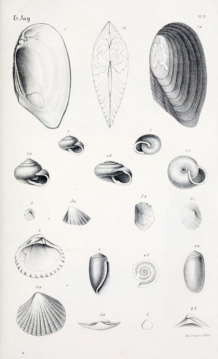 BibliothÃ¨que conchyliologique..ParisA. Franck,1845-1846.. |  | Vintage Print Reproduction 460921
