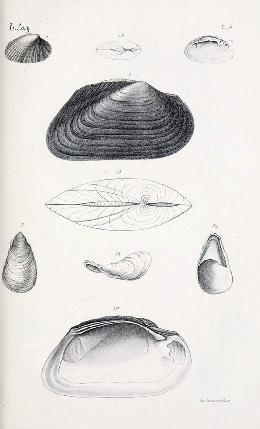 BibliothÃ¨que conchyliologique..ParisA. Franck,1845-1846.. |  | Vintage Print Reproduction 460922
