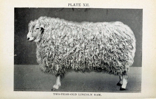 Biggle sheep book,.Philadelphia,Wilmer Atkinson co.,1912.. |  | Vintage Print Reproduction 460924