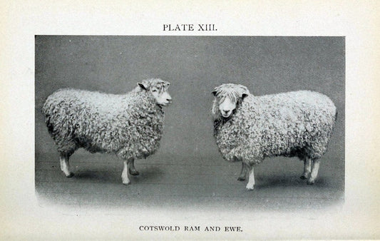 Biggle sheep book,.Philadelphia,Wilmer Atkinson co.,1912.. |  | Vintage Print Reproduction 460925