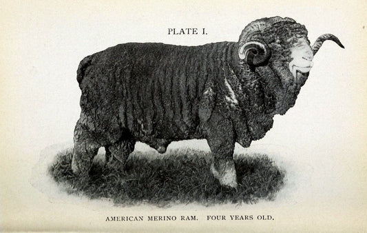Biggle sheep book,.Philadelphia,Wilmer Atkinson co.,1912.. |  | Vintage Print Reproduction 460926