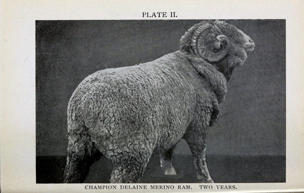 Biggle sheep book,.Philadelphia,Wilmer Atkinson co.,1912.. |  | Vintage Print Reproduction 460927