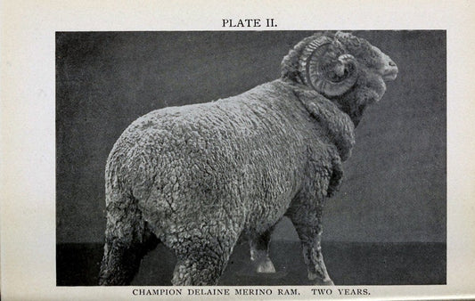 Biggle sheep book,.Philadelphia,Wilmer Atkinson co.,1912.. |  | Vintage Print Reproduction 460927