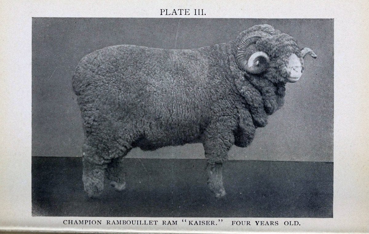 Biggle sheep book,.Philadelphia,Wilmer Atkinson co.,1912.. |  | Vintage Print Reproduction 460928
