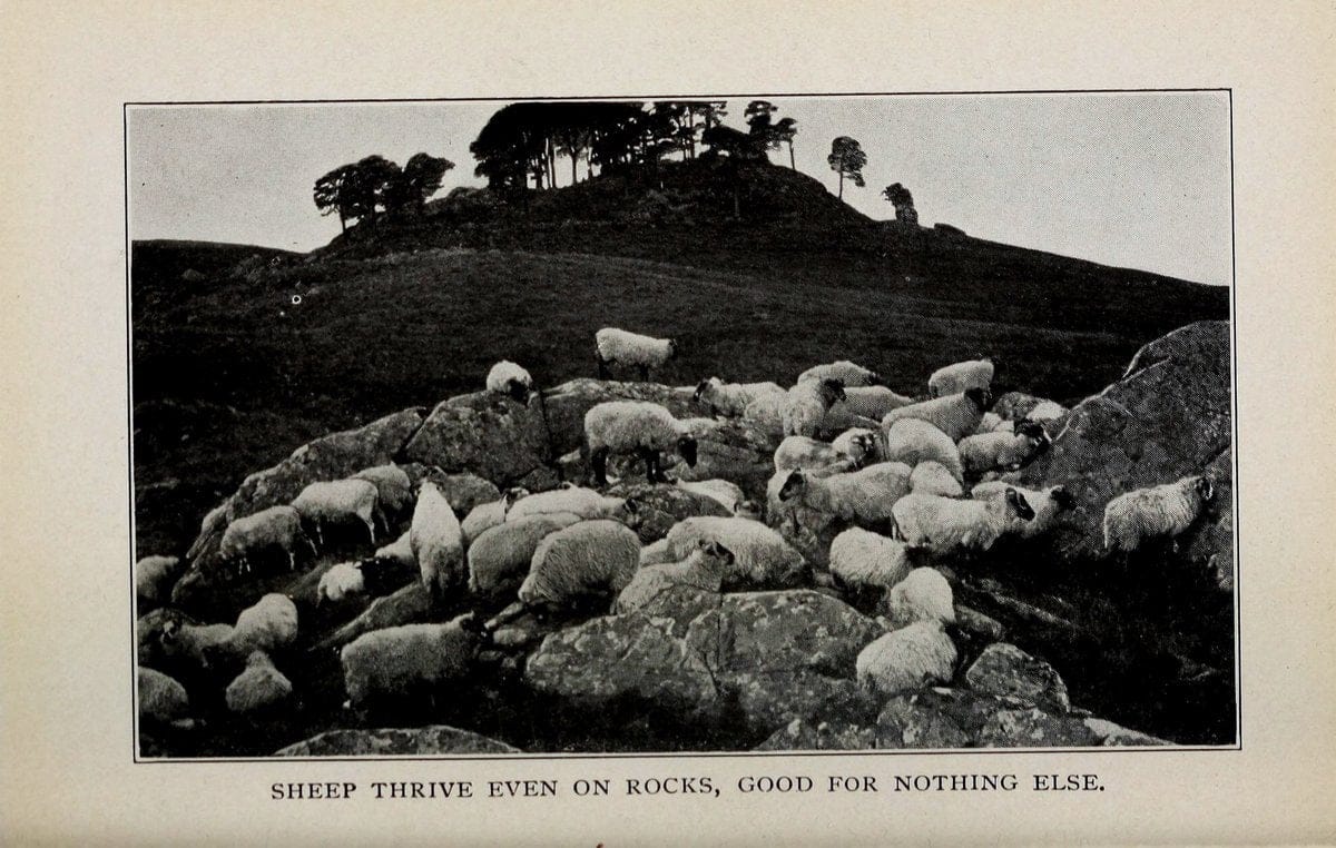 Biggle sheep book,.Philadelphia,Wilmer Atkinson co.,1912.. |  | Vintage Print Reproduction 460929